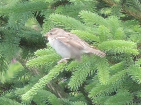 giovane passeriforme