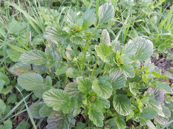 Barbarea sp... probabilmente vulgaris