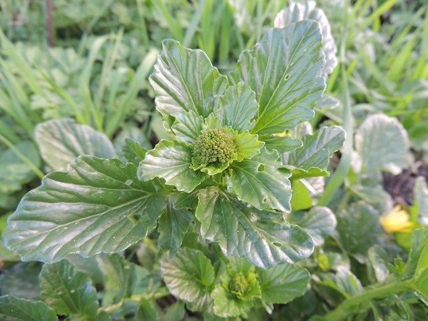 Barbarea sp... probabilmente vulgaris