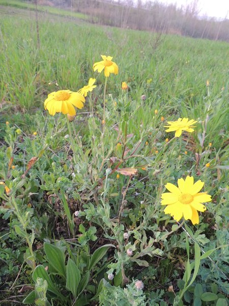 pianta da identificare 3 - Glebionis cfr. segetum