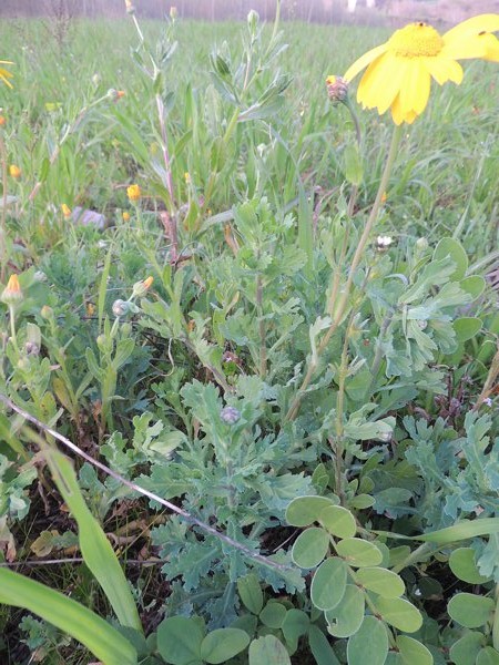 pianta da identificare 3 - Glebionis cfr. segetum