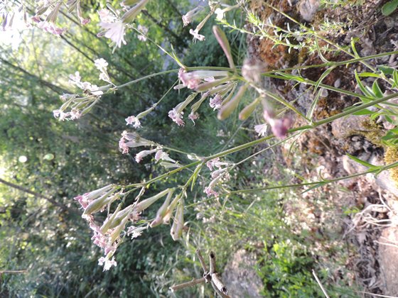 Silene sp.