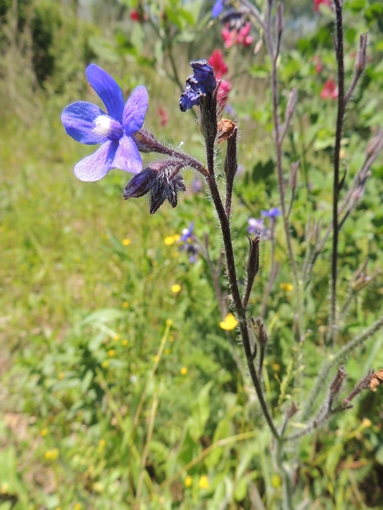 Anchusa azurea / Buglossa azzurra