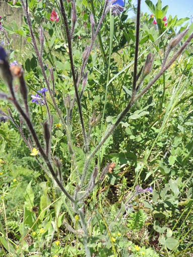 Anchusa azurea / Buglossa azzurra