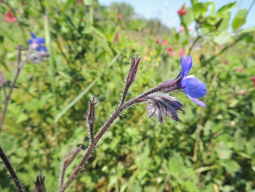Anchusa azurea / Buglossa azzurra