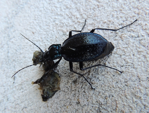 Carabus lefebvrei ssp. bayardi