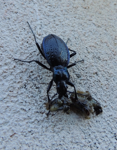 Carabus lefebvrei ssp. bayardi