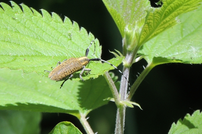 Oedemera nobilis, maschio e Agapanthia sp.