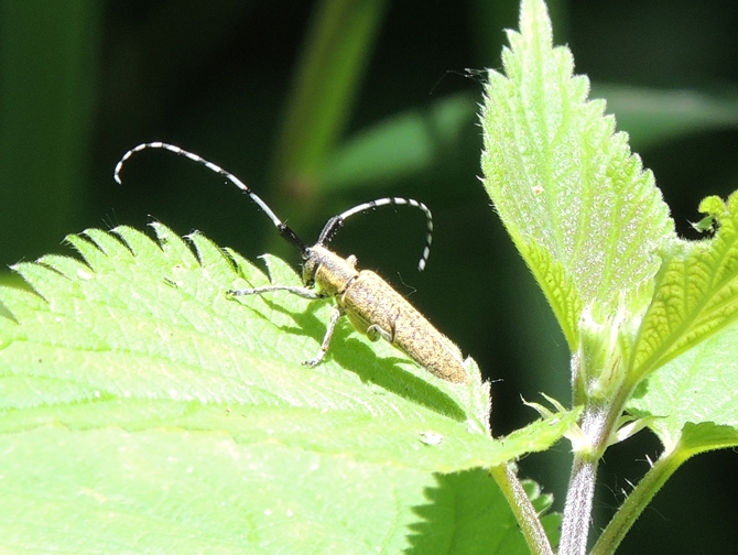 Oedemera nobilis, maschio e Agapanthia sp.