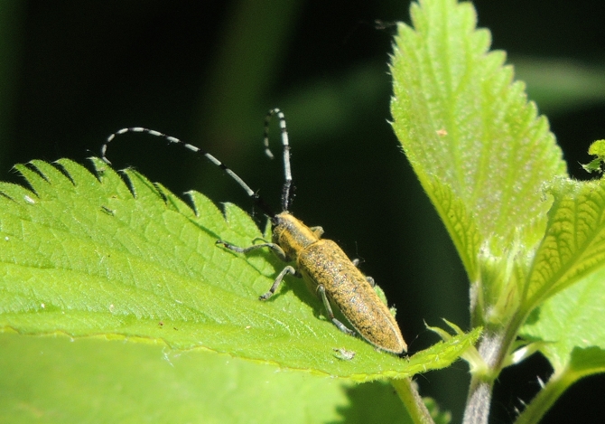 Oedemera nobilis, maschio e Agapanthia sp.