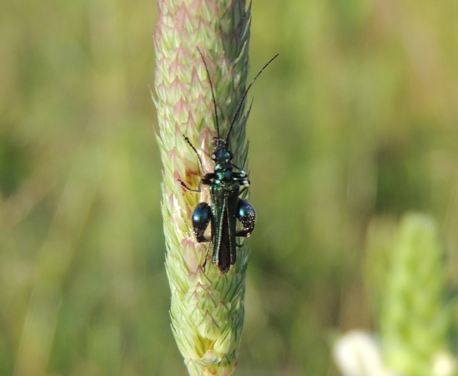 Oedemera nobilis, maschio e Agapanthia sp.