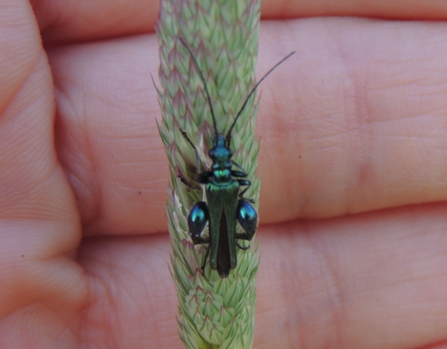 Oedemera nobilis, maschio e Agapanthia sp.