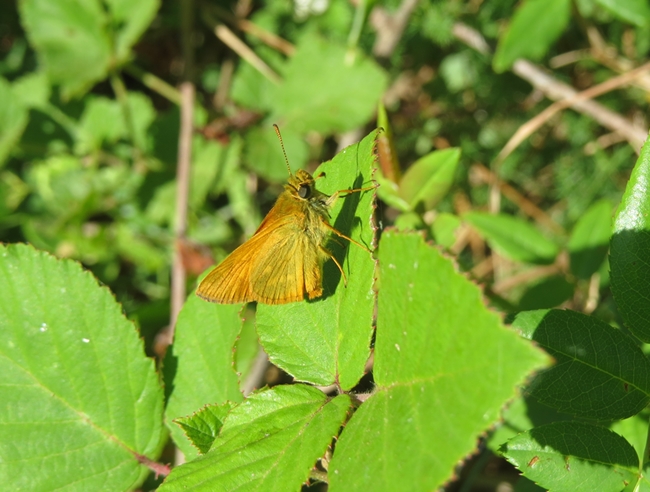 Hesperiidae da ID - Ochlodes sylvanus