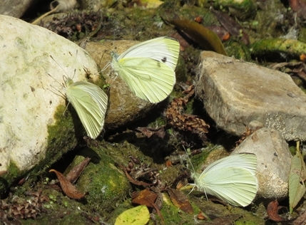 Cavolaia maggiore e minori? Pieris rapae e P. napi