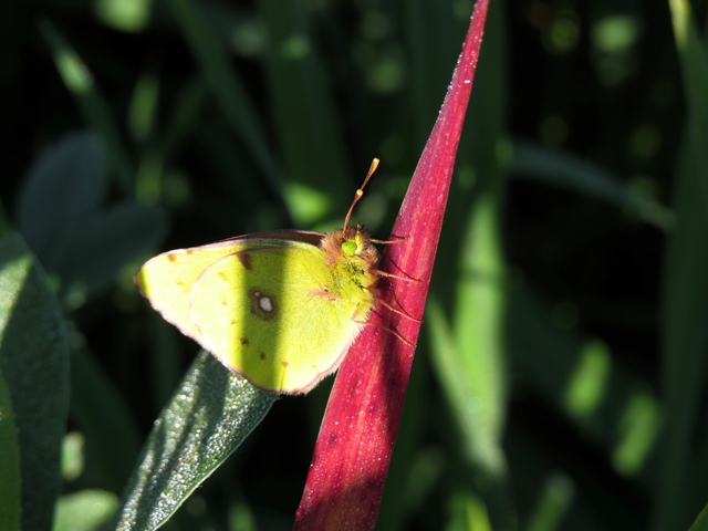 Farfalle da ID