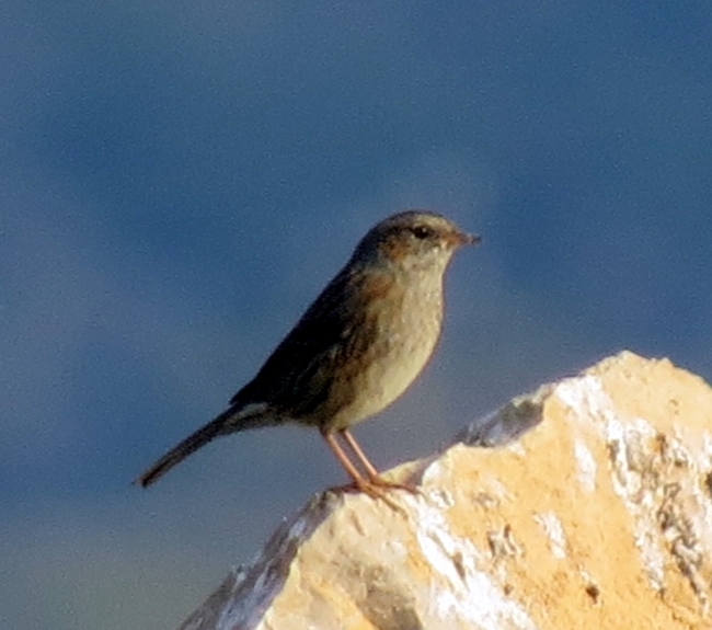 Passera scopaiola (Prunella modularis)
