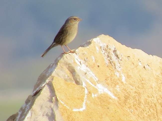 Passera scopaiola (Prunella modularis)