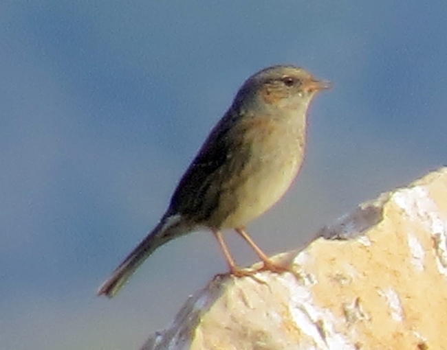 Passera scopaiola (Prunella modularis)
