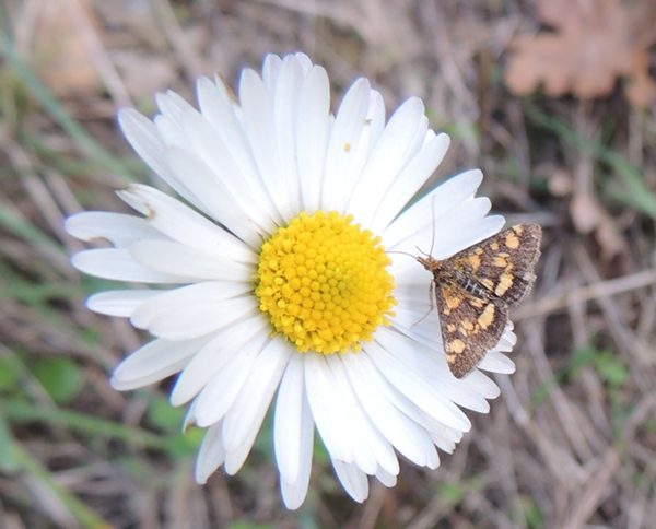falena da identificare