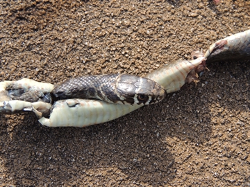 Hierophis viridiflavus