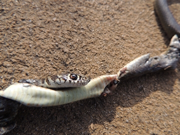 Hierophis viridiflavus