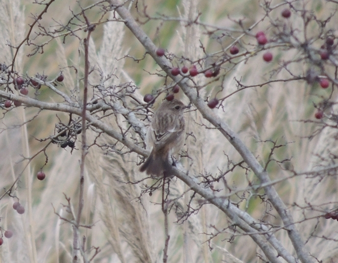 aiuto ID, saltimpalo femmina?