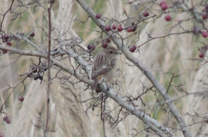 aiuto ID, saltimpalo femmina?
