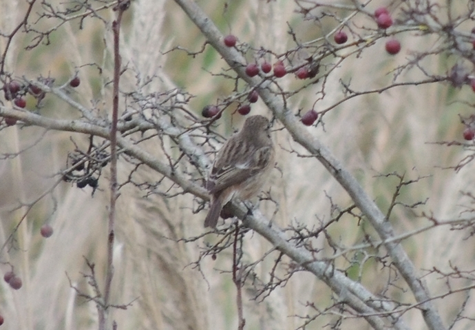 aiuto ID, saltimpalo femmina?