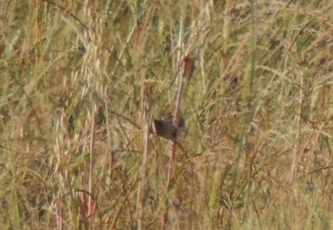 uccello da ID