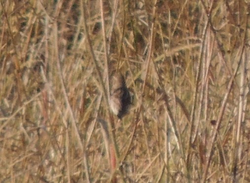 uccello da ID