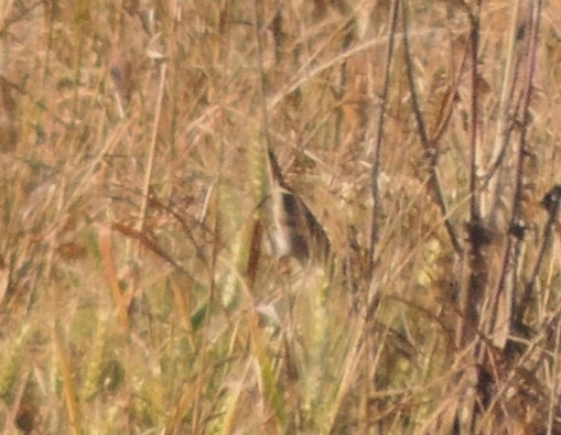 uccello da ID