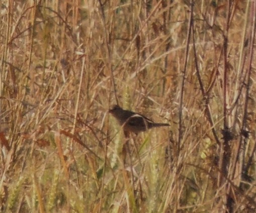 uccello da ID