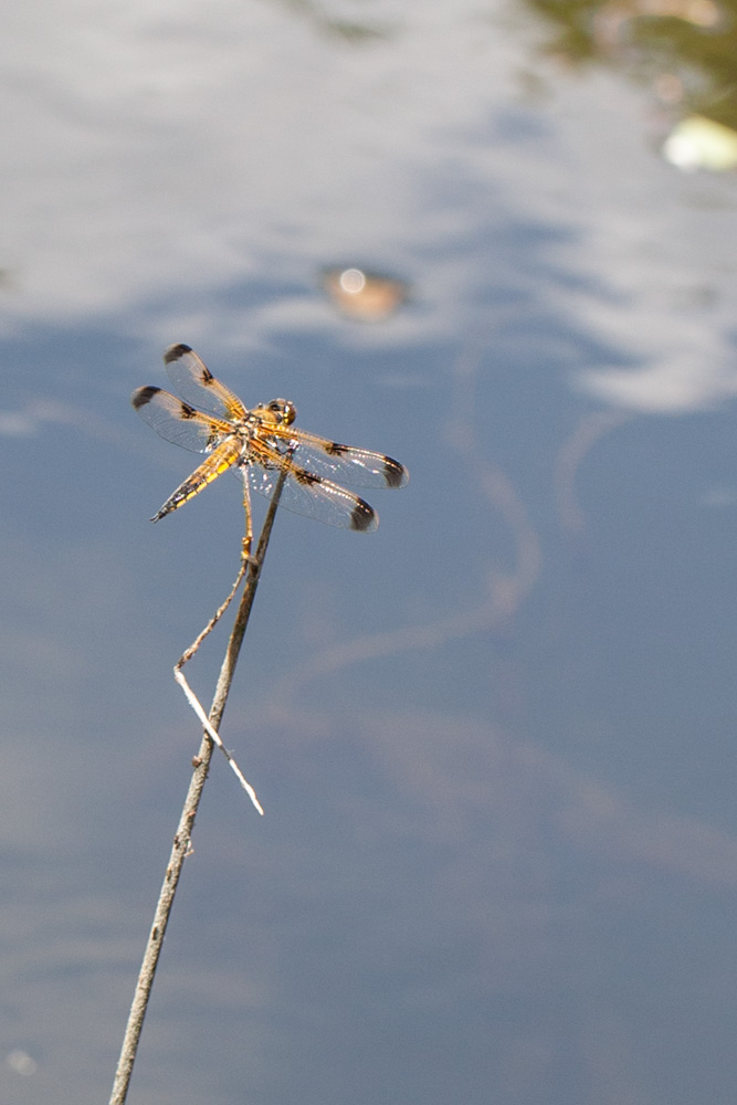 Identificazione libellula gialla