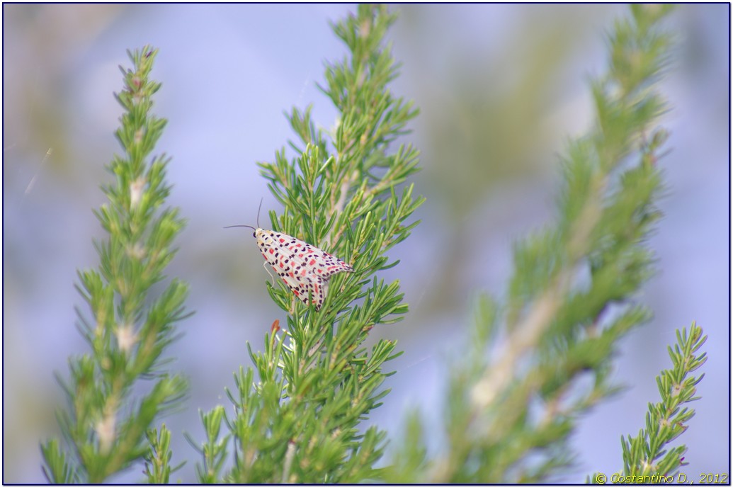 bruchi su Heliotropium europaeum - Utetheisa pulchella