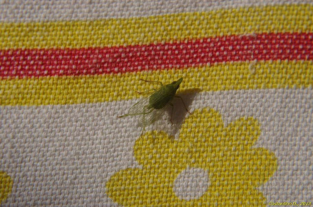 Epiptera - Dictyophara europaea