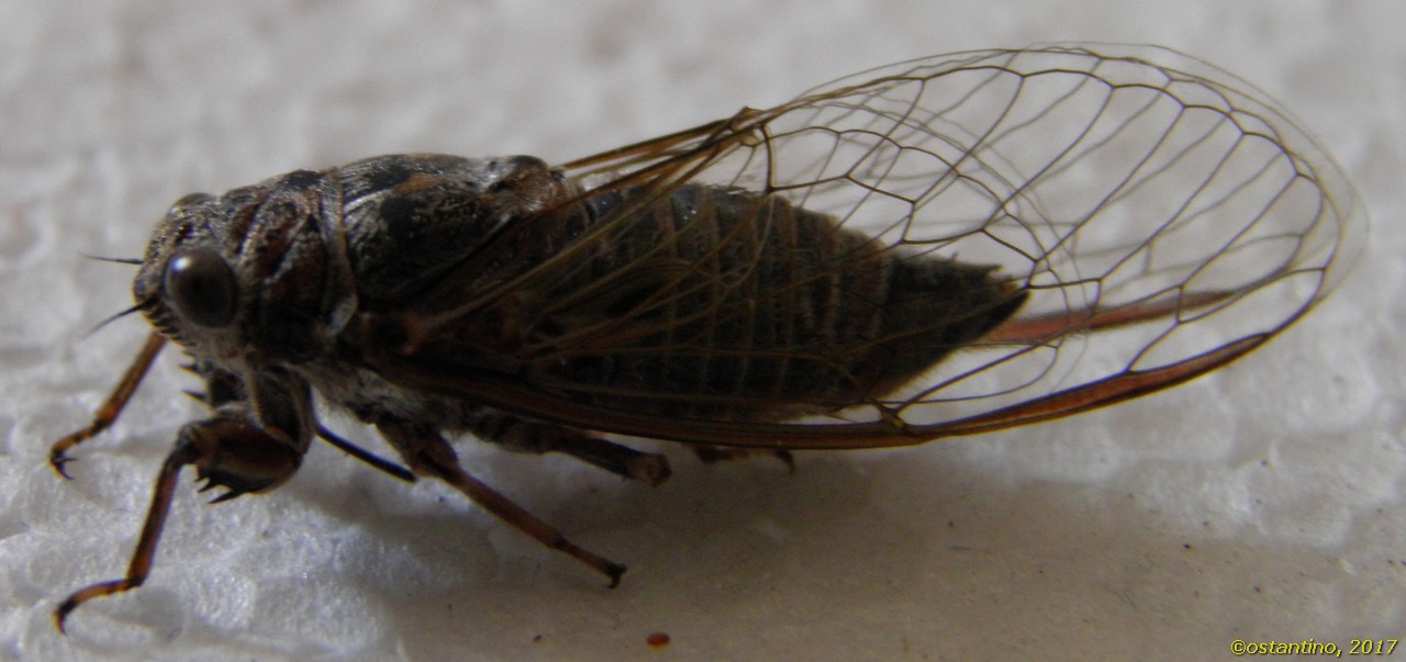 Cicadetta?