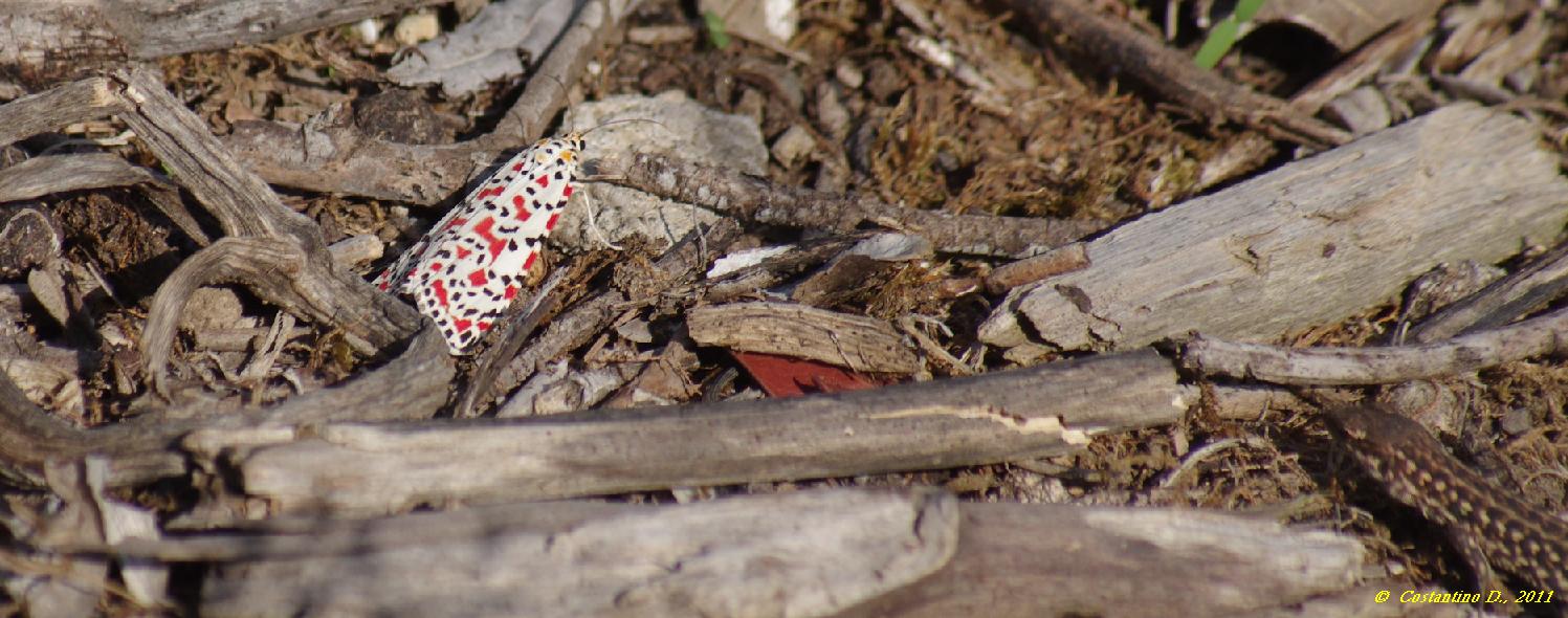 bruchi su Heliotropium europaeum - Utetheisa pulchella