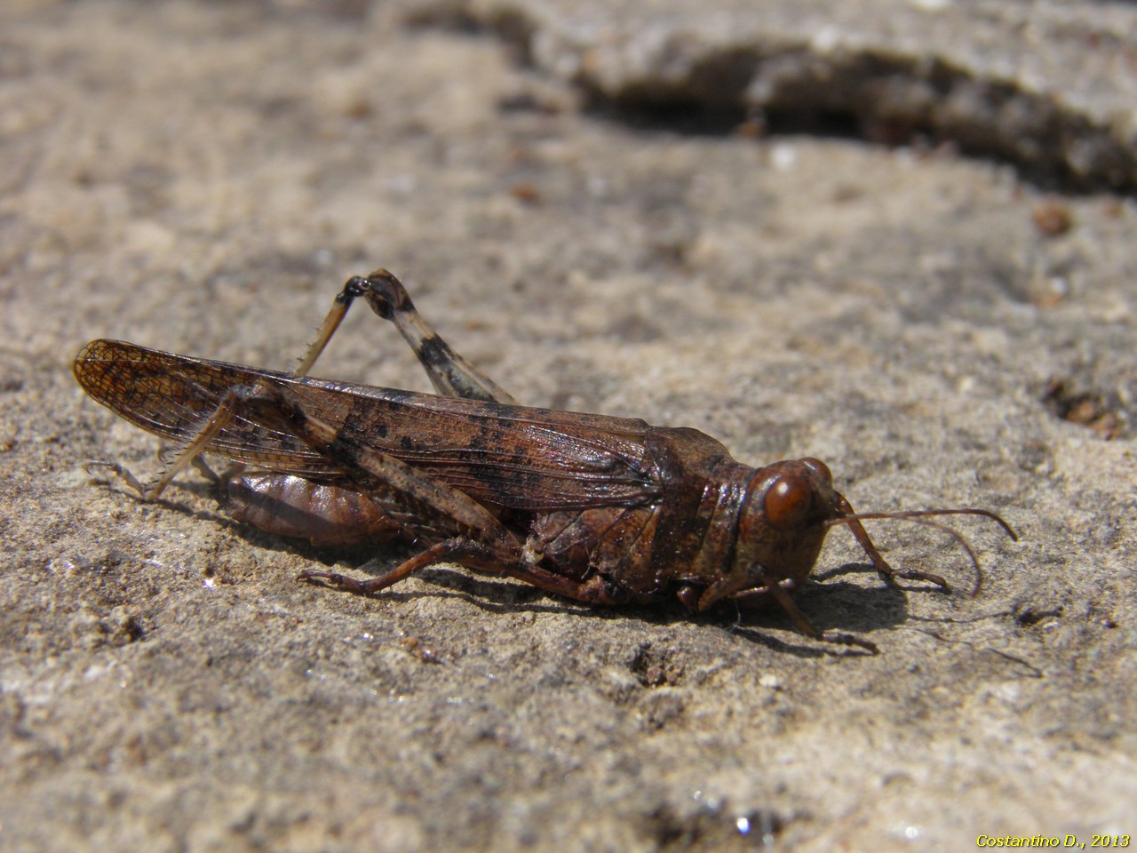 Shingonotus?
