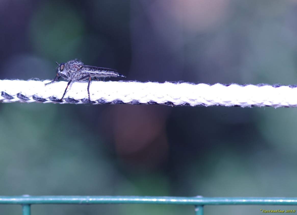 Asilidae a Procida