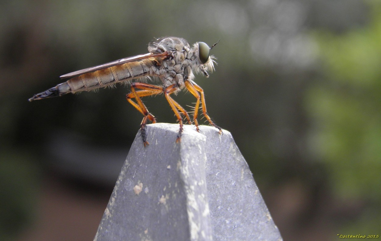 Asilidae a Procida