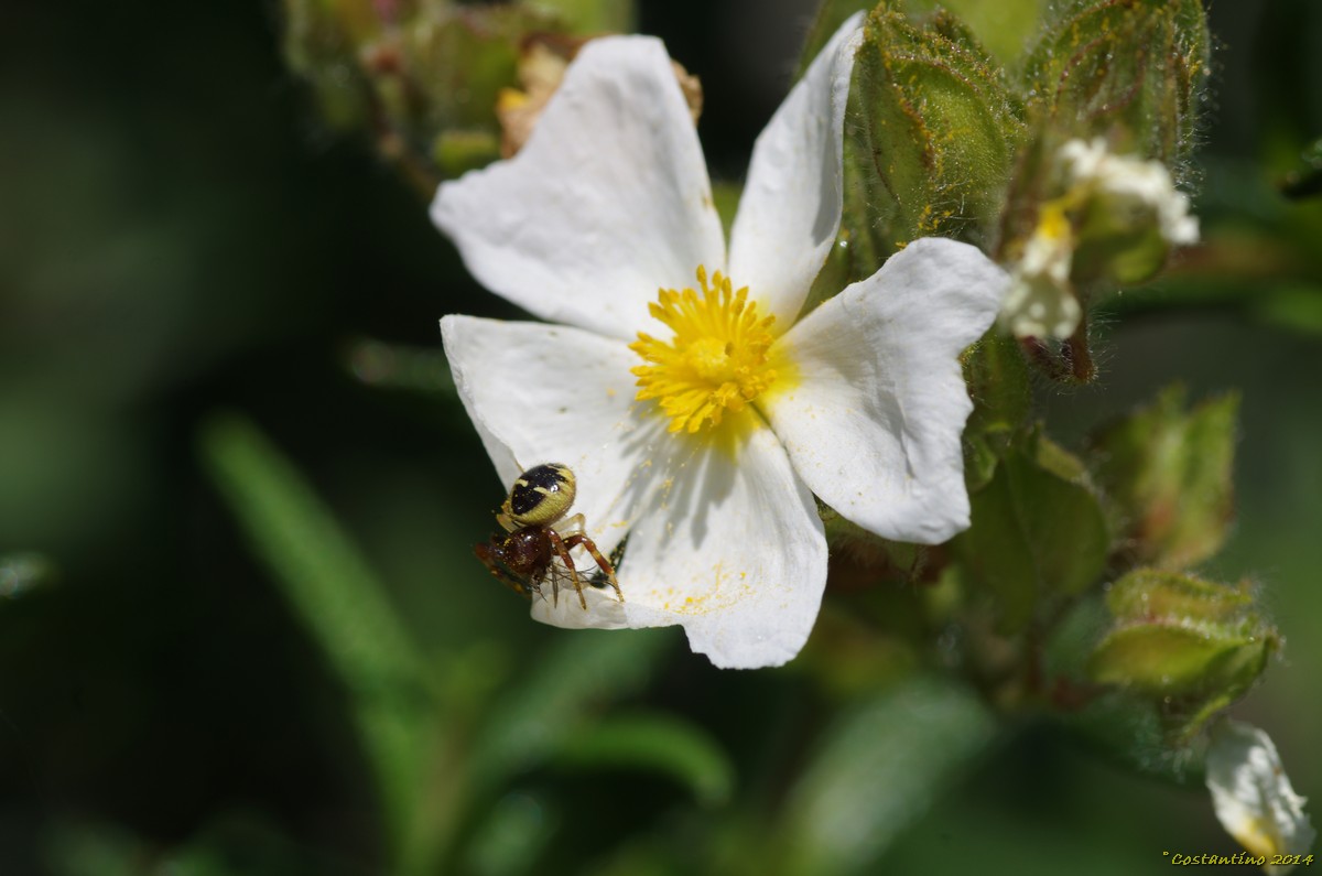 Synema globosum a caccia - Bacoli (NA)