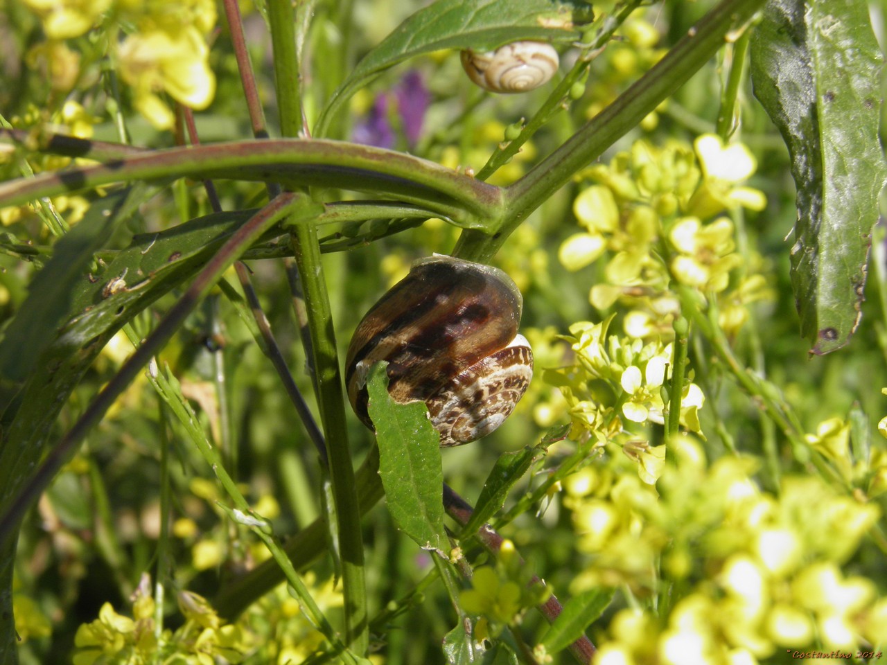 Cornu aspersum