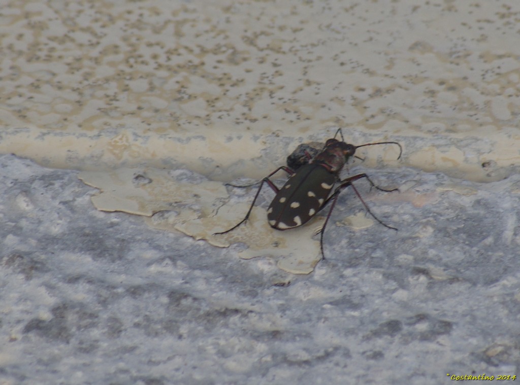 Calomera littoralis ssp. nemoralis, Carabidae, Cicindelinae