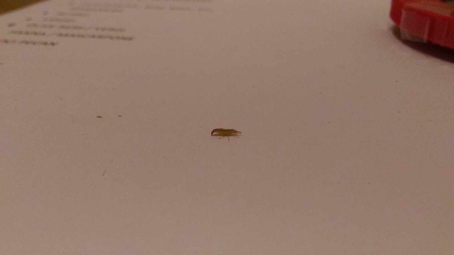 chi mi ha succhiato il sangue?  Una larva di Chrysoperla sp.