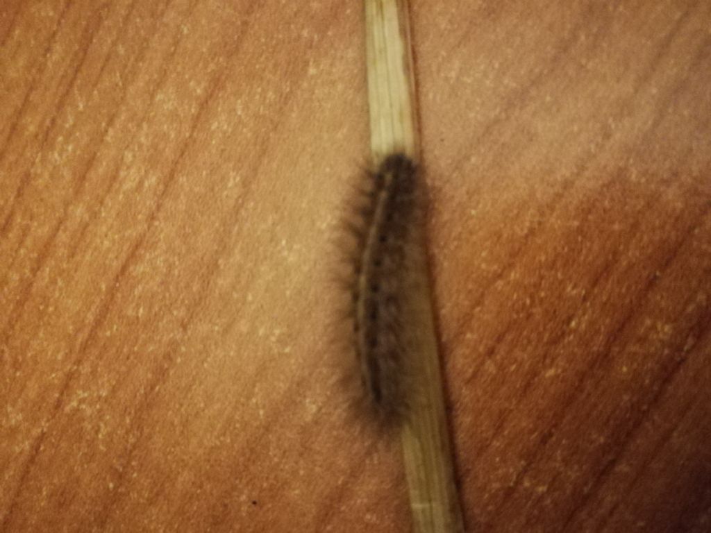 Riconoscimento Bruco - Erebidae Arctiinae