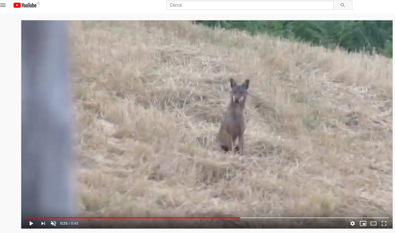 Aiuto identificazione mammifero fototrappola