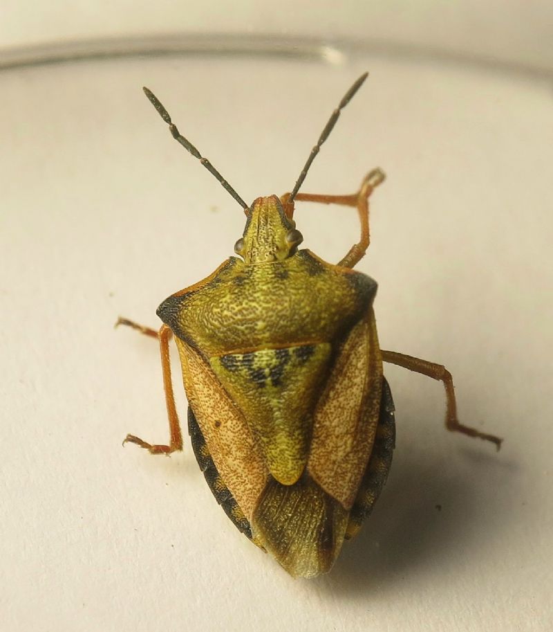 Carpocoris mediterraneus mediterraneus da  Malta