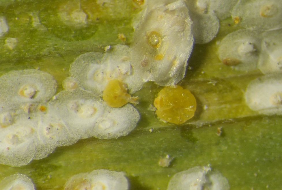 Coccoidea on Iris albicans (Chortinaspis iridis) Balachowsky ??