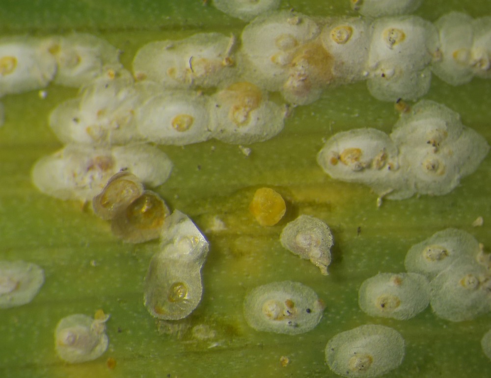 Coccoidea on Iris albicans (Chortinaspis iridis) Balachowsky ??