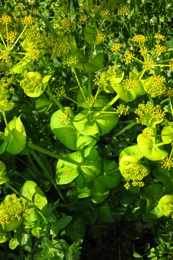 Smyrnium perfoliatum subsp. rotundifolium/Corinoli dentato